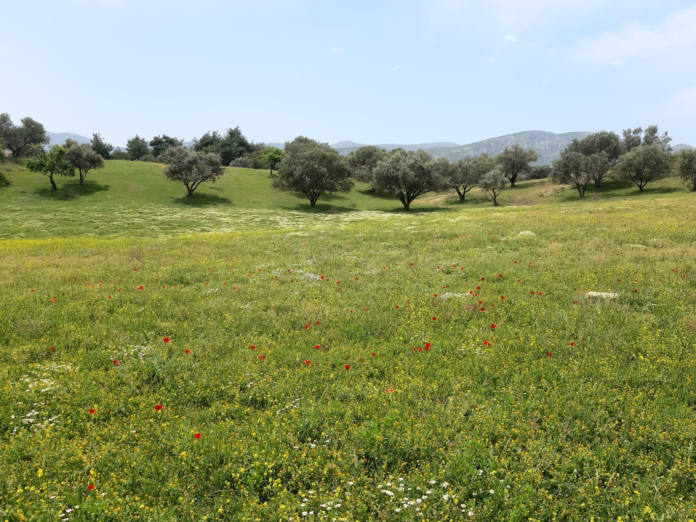 AtillaEmreKurt_Manisa